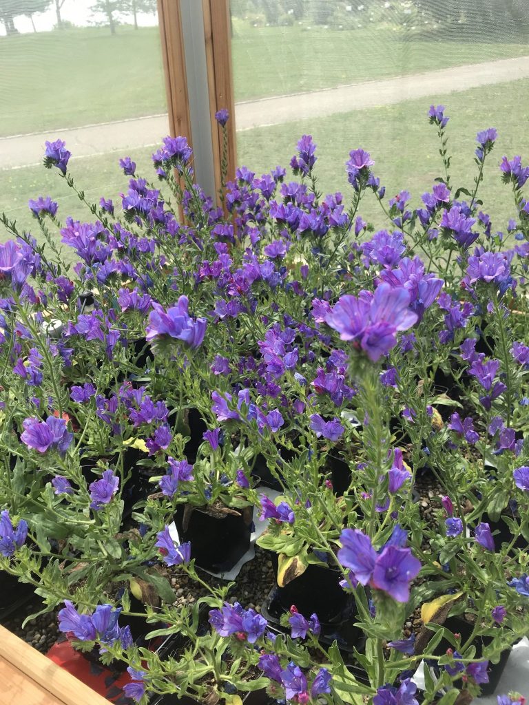 blühende Echium Pflanze