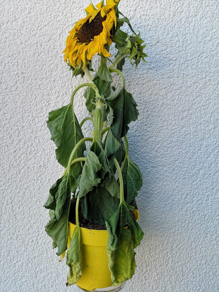 Bild Sonnenblume_gestresst