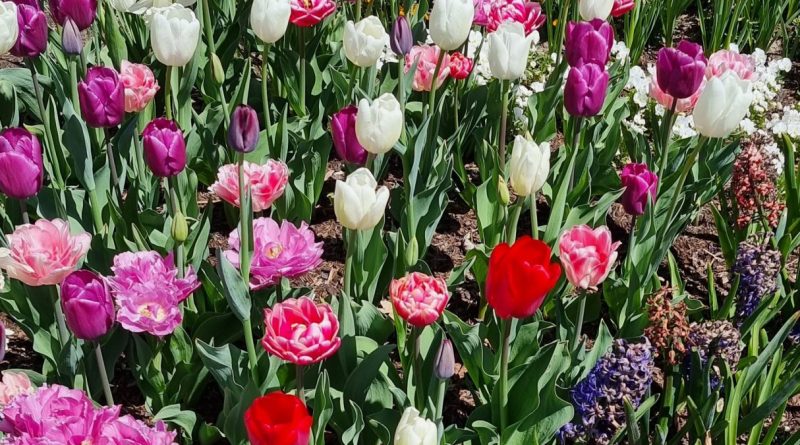 Tulpenbeet