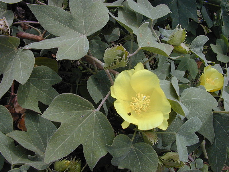 Blätter und Blüte von Gossypium tomentosum