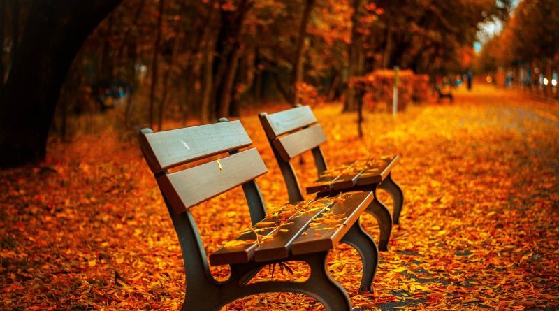 Bänke voller buntem Laub im Herbst