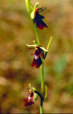 Fliegen-Ragwurz (Ophrys insectifera)