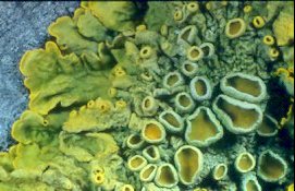 Gelbflechte (Xanthoria parietina)