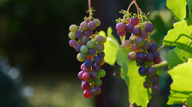 Weinrebe