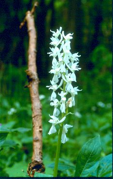 Männl. Knabenkraut (Orchis mascula alb)