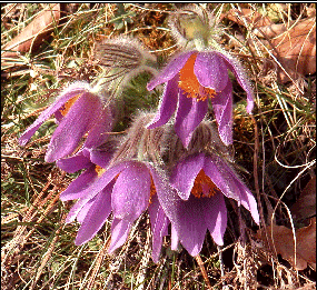 Bild einer Küchenschelle (Pulsatilla vernalis)