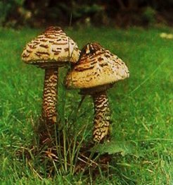 Parasol (Lepiota procera)