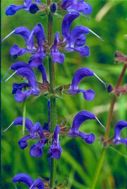 Wiesen Salbei (Salvia pratensis)