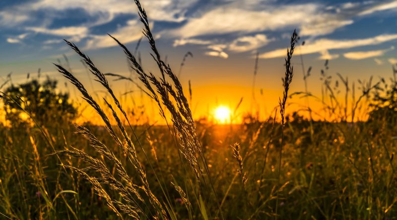 Weizen im Schein der untergehenden Sonne im Sommer