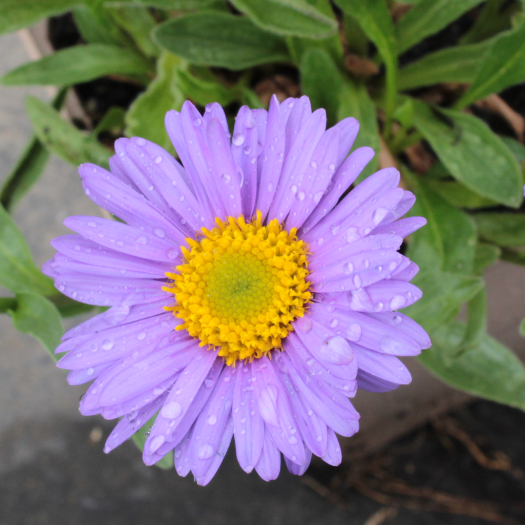 Bild der Blüte einer Alpenaster