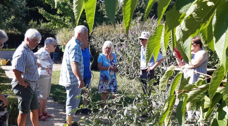 Senior*innen bewundern den Generationengarten