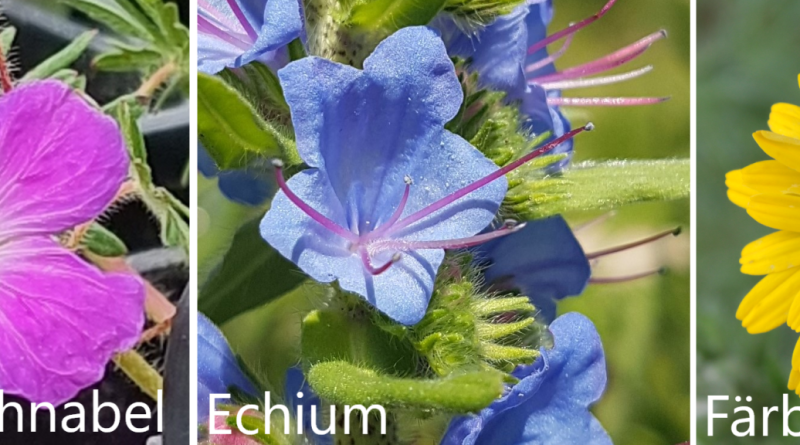 Blüten von Blut-Storchschnabel, Echium und Färberkamille
