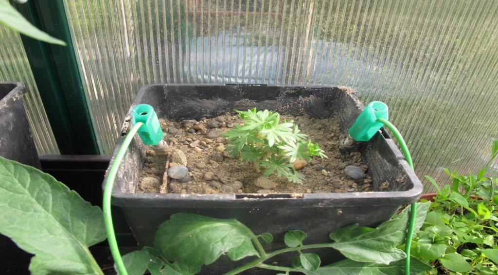 Geranium sanguineum nach 2 Wochen unter dauerhafter Einwirkung von Wechselstrom (15 V, 50 Hz)
