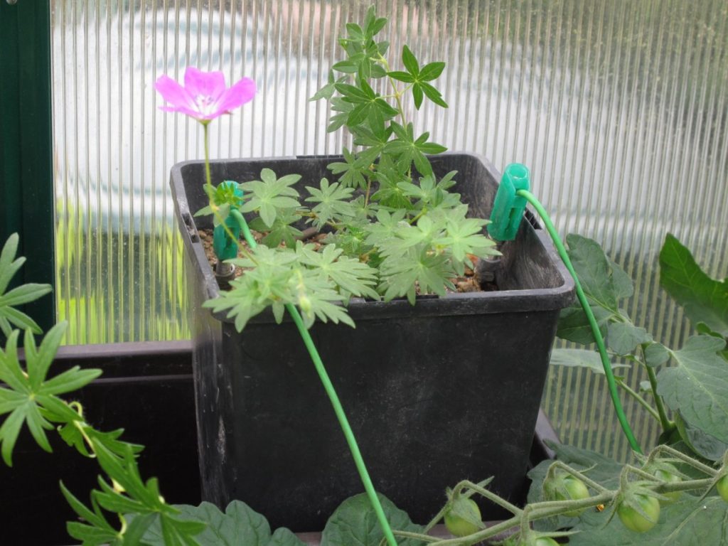 Geranium sanguineum nach 6 Wochen unter dauerhafter Einwirkung von Wechselstrom (15 V, 50 Hz)