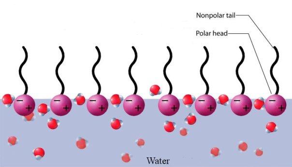 Schematic showing surfactant molecules (soaps) on the surface of water